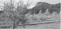 ??  ?? Above: Mount Maxwell overlooks The Olive Farm on Salt Spring Island, above, where George and Sheri Braun planted an olive grove with the goal of producing a distinctly Canadian extra-virgin olive oil.