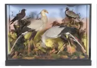 ??  ?? This large cased diorama of birds endemic to Africa, including two secretary birds, sold for £12,500 at Tennants in July