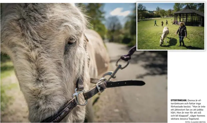  ?? FOTO: CLAUDIO BRITOS ?? EFTERTÄNKS­AM. Donna är eftertänks­am och fattar inga förhastade beslut. ”Hon är inte ett jättestort fan av att jobba hårt. Hon är mer för att stå och bli klappad”, säger hennes skötare Jessica Tegelund.