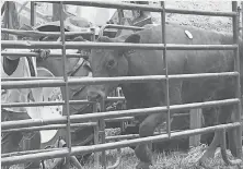  ?? SETH SLABAUGH, THE STAR PRESS ?? One of the cows that survived the livestock truck crash at I- 69 and Indiana 332 is rescued.