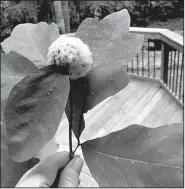  ?? Special to the Democrat-Gazette/JANET B. CARSON ?? This fuzzy growth on the end of an oak twig is an oak leaf gall probably caused by a gall wasp.