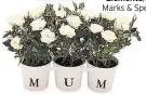  ??  ?? Mum Rose Tin Trio, £12.99, Aldi