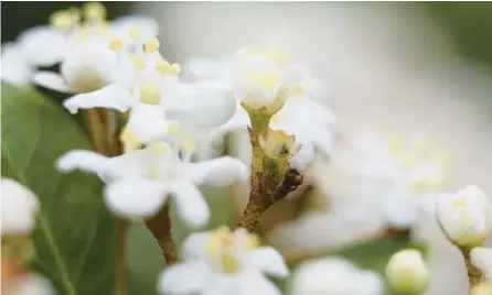  ?? RICARDO RAMIREZ BUXEDA/ ORLANDO SENTINEL 2012 ?? Viburnum obovatum at the Harry P. Leu Gardens.