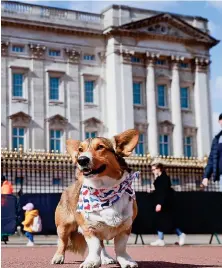  ??  ?? Sunday best: Rufus the corgi at Buckingham Palace