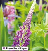  ??  ?? 14. Russell hybrid lupin