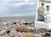  ??  ?? Finding a junonia is newsworthy enough for a few minutes of fame in the local paper.