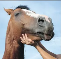  ??  ?? Equine therapists say horses are sensitive to human energy.