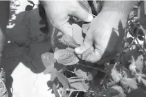  ?? Associated Press ?? Reed Storey shows the damage to one of his soybean plants July 11 in Marvell, Ark.