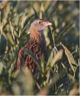  ??  ?? The corncrake is now a red-listed species