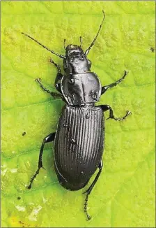  ??  ?? Abundant and widespread: the Common Black Ground Beetle.