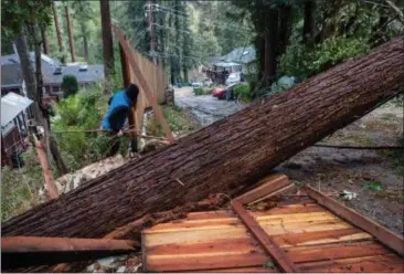  ?? PHOTO: KARL MONDON — BAY AREA NEWS GROUP ?? A Boulder Creek resident surveys the damage caused by a fallen Douglas fir tree on Bobcat Lane, Wednesday after it fell in last night’s windstorm injuring a 1-year-old baby.