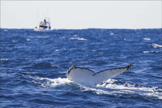  ?? AP file photos ?? Lonely humpback whales are more likely to sing – but as population­s grow, whales wail less, a new study released on Thursday, suggests.