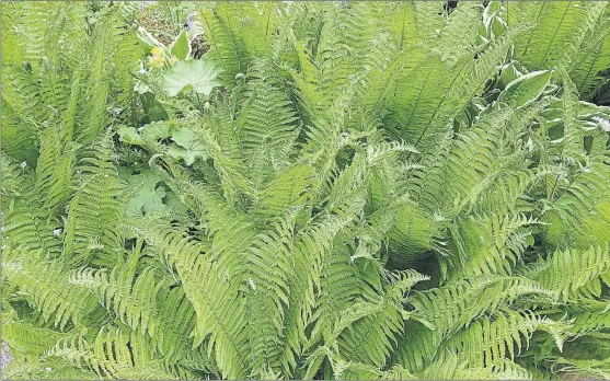  ?? PHOTOGRAPH: SHUTTERSTO­CK ?? The deciduous ostrich fern, Matteuccia struthiopt­eris, tolerates a shady north-facing wall