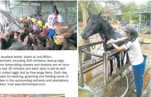  ??  ?? Farm Mor Por in Pak Chong is owned by physician Nopadol Saropala. It is a working farm with 10 breeds of horse. It has more than 70 horses, all from the UK, US, Spain and the Netherland­s. Of the 10 breeds, five are ranked among the 10 most beautiful in...