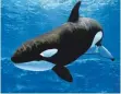  ?? FOTO: IMAGO ?? Die Umweltgift­e schädigen die Fruchtbark­eit der Orcas.