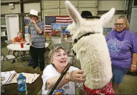 ??  ?? Loretta Hajovsky shows her alpaca Tex to Christine during a visit to LaGrange in early August.