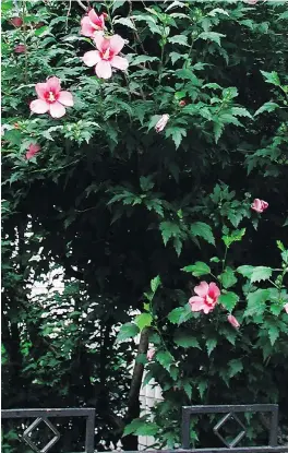  ?? LEE REICH/THE ASSOCIATED PRESS ?? The rose of Sharon (Hibiscus syriacus) is a tough shrub that requires little care and bears colourful blossoms in purple, red, pink, white and even blue.