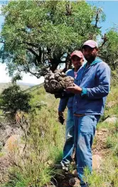  ?? FOTO: MARYKE STERN ?? Plaaswerke­rs lewer ’n groot bydrae tot die bewaring van spesiale spesies. Hier help mnre. Eric Williams (voor) en Recardo Nortjé om olifantvoe­t (Dioscorea elephantip­es )op te spoor en te tel.