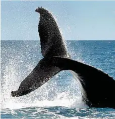  ?? PHOTO: FILE ?? SLAP DOWN: Humpback whales at play.