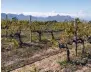  ?? ?? Chenin Blanc vines at the Reyneke vineyard in South Africa.