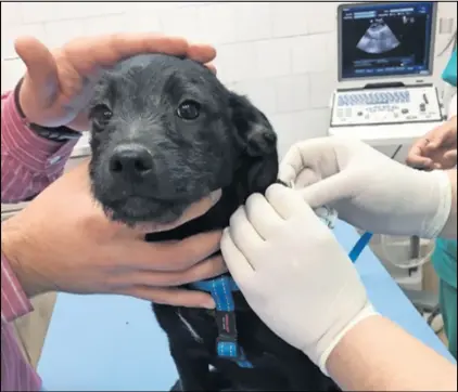  ??  ?? Grad Đakovo poziva vlasnike pasa da omoguće veterinari­ma izvršenje besplatnog mikročipir­anja