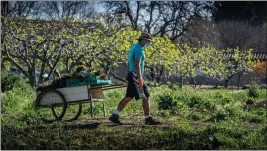  ?? DIANE NELSON — UC DAVIS ?? Ken Earl is one of an essential team of workers at the UC Davis Student Farm using strict safety precaution­s as they continue to harvest crops for the community.