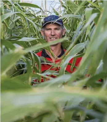  ?? PHOTO: VANESSA KERTON ?? IN THE THICK OF IT: Steve Erbacher, manager of Acland Pastoral Company near Oakey.