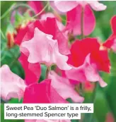  ??  ?? Sweet Pea ‘Duo Salmon’ is a frilly, long-stemmed Spencer type