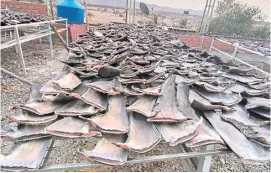  ?? HANDOUT/SUNAT/AGENCE FRANCE-PRESSE ?? SHARK fins seized in a rural coastal area of northern Peru. Peruvian authoritie­s said they had seized about 1.3 tons of illegally harvested shark fins, a delicacy in some Asian countries that has placed the predatory creatures at grave risk.