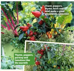  ??  ?? Chard, peppers, thyme, basil and mint make a good windowsill collection