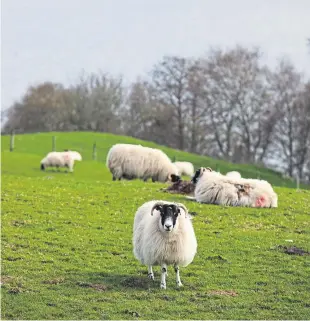  ??  ?? It is vital that following Brexit support from the government is targeted at maintainin­g our hill and upland flocks and herds.