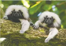  ??  ?? Found in northern Colombia, cotton-top tamarins are critically endangered.