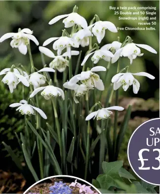  ??  ?? Buy a twin pack comprising 25 Double and 50 Single Snowdrops (right) and receive 50 free Chionodoxa bulbs.