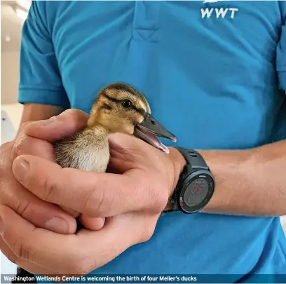  ?? PICTURES: WWT ?? Washington Wetlands Centre is welcoming the birth of four Meller’s ducks