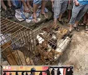  ??  ?? The dogs kept in cramped cages before being killed and hung up ready for sale