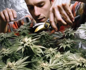  ?? THE ASSOCIATED PRESS FILE PHOTO ?? According to the 2017 Canadian Cannabis Survey, 21.5 per cent of the nearly 10,000 respondent­s admitted to using marijuana to get high before or during work last year, and 7.7 per cent said they do so weekly — and even daily.