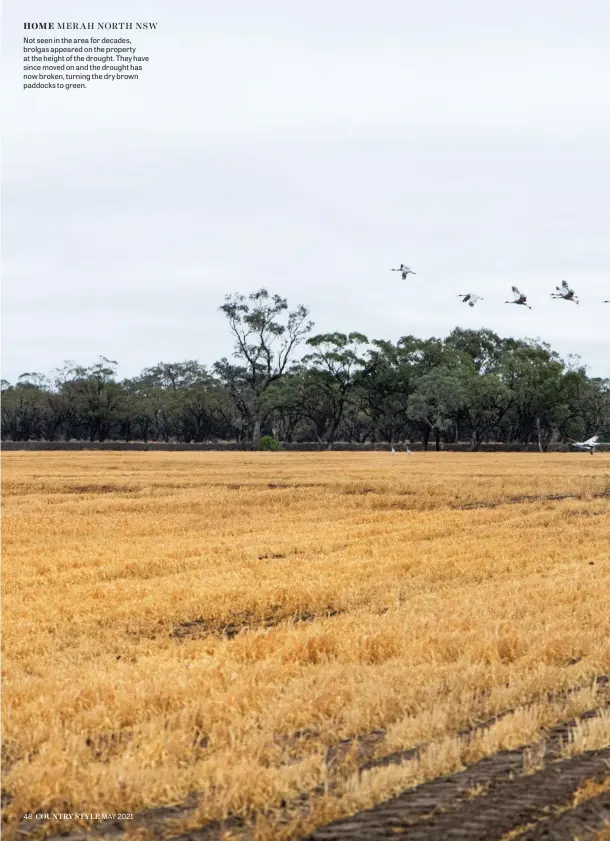  ??  ?? Not seen in the area for decades, brolgas appeared on the property at the height of the drought. They have since moved on and the drought has now broken, turning the dry brown paddocks to green.