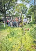  ?? DAVID COOPER TORONTO STAR FILE PHOTO ?? Dog strangling vine is an invasive plant that chokes out native growth, a hazard for the GTA’s green spaces.