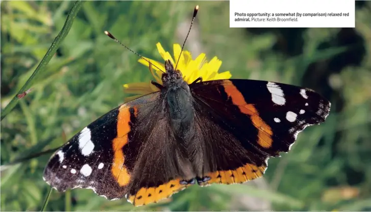  ??  ?? Picture: Keith Broomfield. Photo opportunit­y: a somewhat (by comparison) relaxed red admiral.