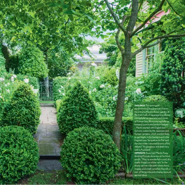  ??  ?? THIS PAGE Two astringent persimmons (Diospyros kaki) frame the entry to Martin’s flower garden at the front; balls of Japanese box (Buxus microphyll­a var japonica) and cones of Korean box (Buxus microphyll­a var koreana) punctuate low box hedges – Martin started with English box but now swears by the Japanese and Korean varieties, which are less likely to get blight; in the background is the fragrant rose ‘Jacqueline du Pré’ and the chocolate-coloured blooms of Iris nelsonii: “It’s gorgeous and does very well in Auckland.”OPPOSITE (from top) Martin Keay tending Primula obconica on his front porch: “They’re wonderful in cool, dry shade if kept out of the rain.” In the shady narrow side path where ferns, maples and small camellias flourish, a pair of terracotta pots display unusual apricot clivia.