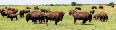  ?? [OKLAHOMAN ARCHIVES PHOTO] ?? A herd of bison graze in Concho.