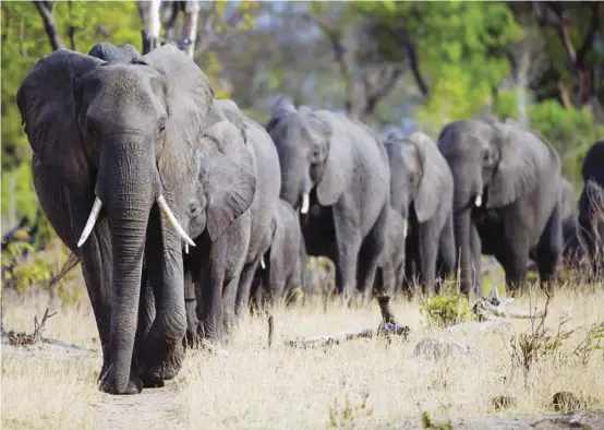  ??  ?? Mining exploratio­ns in Hwange National Park have led to an increase in incidences of human-wildlife conflicts.