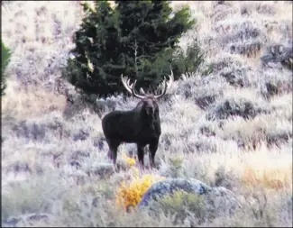  ?? Nevada Department of Wildlife ?? Moose sightings like this one are on the rise in Northern Nevada, and wildlife officials are asking the public to document them.