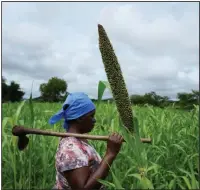  ?? (AP/Tsvangiray­i Mukwazhi) ?? Jestina Nyamukungu­vengu walks near a pearl millet crop Jan. 19 in Zimbabwe’s Rushinga district.