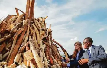  ?? AFP ?? US Ambassador to the United Nations, Samantha Power, accompanie­d by Cameroonia­n minister Philip Ngole Ngwese (right) place elephant tusks on a pile to be destroyed in the first ever Cameroonia­n burn of poached wildlife goods, at the Palais des Congres...
