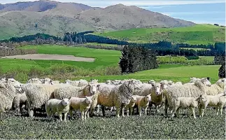  ??  ?? Blair Gallagher: The sheep breed has a seriously big backside and eye muscle.