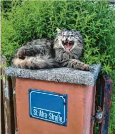  ??  ?? Kater Lucky bewacht die Sankt Afra Straße in Todtenweis (Landkreis Aichach‰Fried‰ berg) – und versteht dabei keinen Spaß. Sein Besitzer Jürgen Zörner drückte im rich‰ tigen Moment ab.