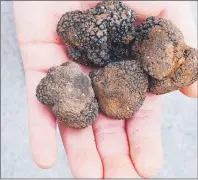  ?? STEVE MACNAULL PHOTO ?? In one 15-minute outing, Liza the dog found five black truffles.