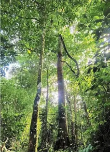  ?? ?? One of the
magnificen­t views one can witness along the Kampung peraya jungle trail.