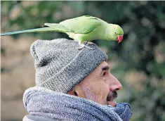  ??  ?? Happily settled: a parakeet finds a human perch in Kensington Gardens, London